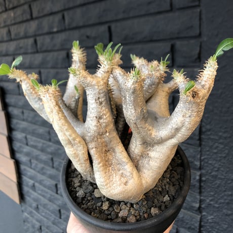 packypodium   enigmaticum《大きめM size》Ｗ-he'd※現地球発根済‼︎店主管理4年株※激希少‼︎上品白肌極美二分頭株‼︎※ mad  black  bowl pot植え