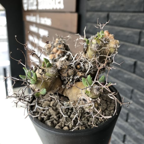 tylecodon  reticulatus《大きめM size》※現地球発根済株※店主国内管理3年株※weight低く幹も太い‼︎wild過ぎでimpact絶大‼︎※mad black pot植え
