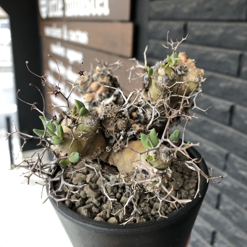 tylecodon reticulatus《大きめM size》※現地球発根済株※店主国内管