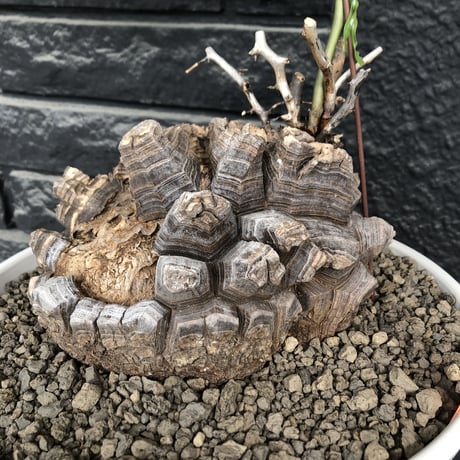 dioscorea elephantipes アフリカ亀甲竜《大きめL L size》大株※現地球発根後店主国内管理18年株※好きな方には堪らないwildすぎる出立ち※mad white 浅鉢植え