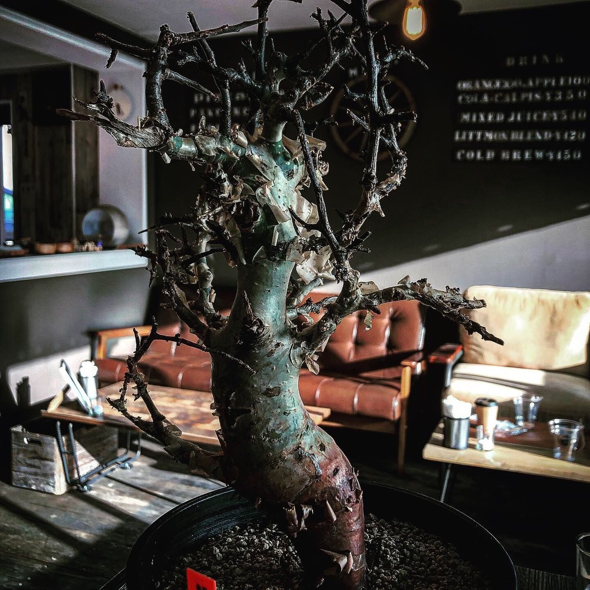 commiphora africana《L size》インスタグラム掲載株‼︎発根済み