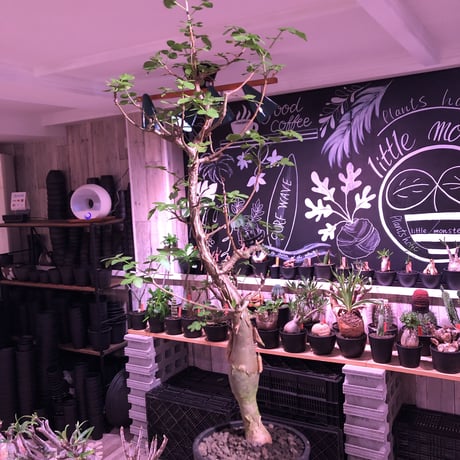 bursera  fagaroides《L  size》※現地球発根済※店主管理5年株※成熟しメクれ上がった表皮＆大変ぷっくりぼってり株元な作り込んだ一株※mad black pot植え