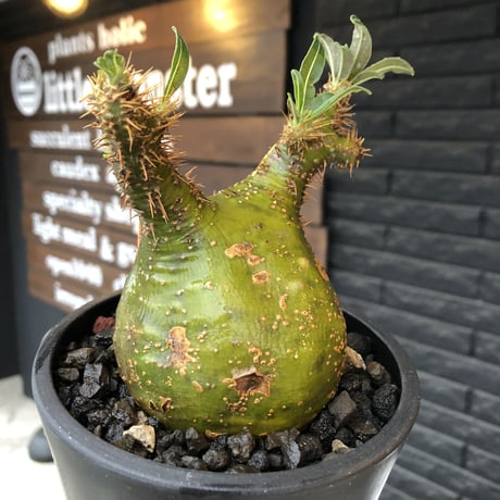 pachypodium  gracilius《M size》驚愕‼︎激希少株※現地球発根後店主国内管理2年株※greenを通り越したヤバすぎる渾身の一期一会株※mad black pot植え