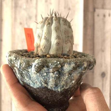 copiapoa   cinerea  黒王丸《M size》希少※現地球株自根株‼︎※店主国内管理2年株※大変白さ&サイズ感&balance良き黒王丸※陶器 pot植え