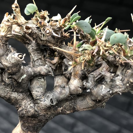 sarcocaulon  vanderietiae《M size》※現地球発根後店主国内管理3年株※希少春秋型種‼︎コンパクトで幹上がり仕立ての一株※mad black pot植え