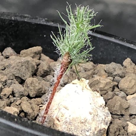 eriospermum dregei《M size》驚愕‼︎冬型激希少種※現地球発根後店主国内管理5年株※まず出回らない現地球株‼︎ビッグサイズ立体塊根＆極美しい葉※mad black pot植え