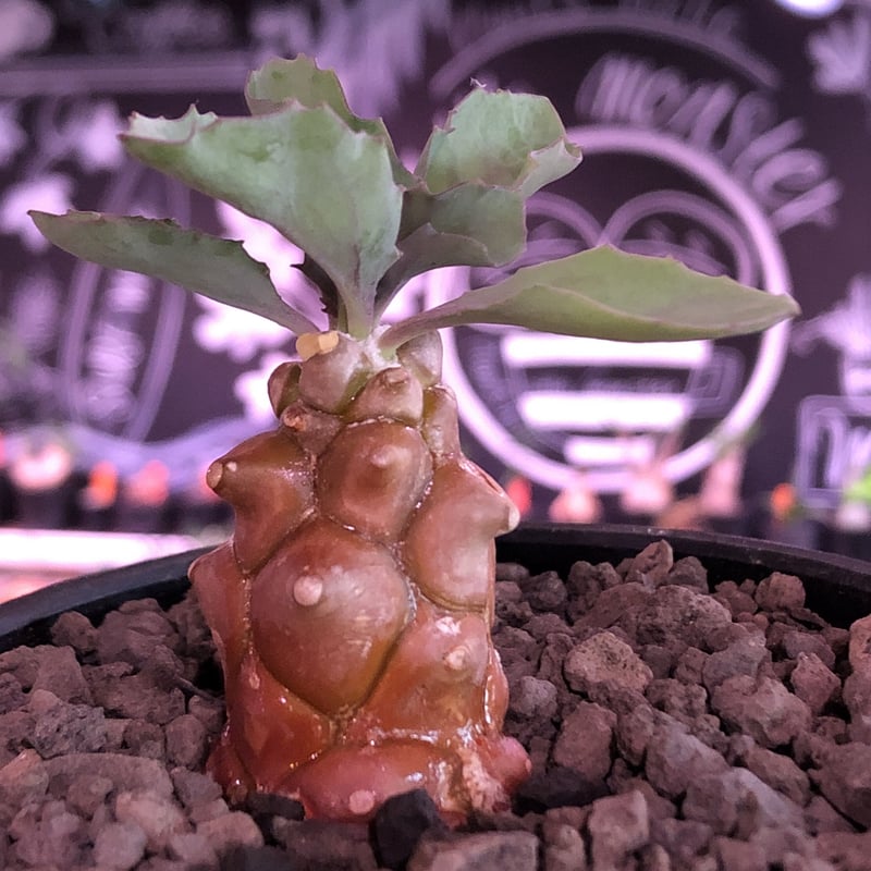 othonna herrei《S size》※ぼってり茶肌ボコボコ幹にギザギザ葉が