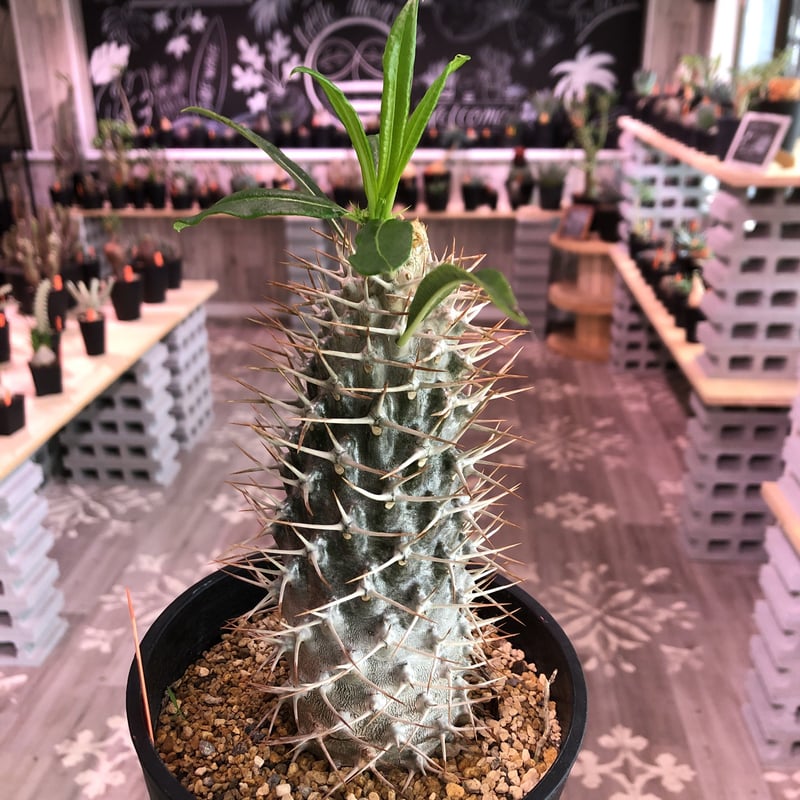 packypodium geayi《L size》 | plants holic 