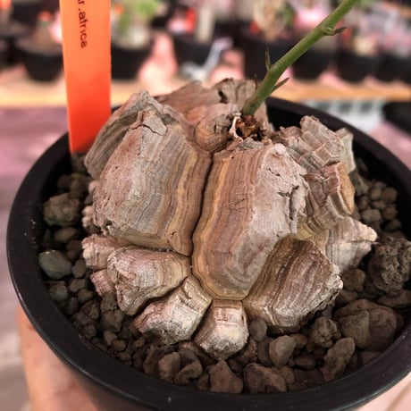dioscorea elephantipes アフリカ亀甲竜《M size》※今後輸入が厳しい南アフリカ物‼︎現地球らしい彫深き立体樹形で良きサイズ※mad black pot植え※冬型種※限定2株