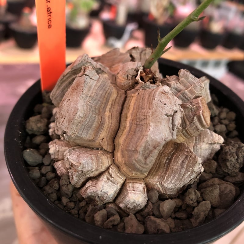 dioscorea elephantipes アフリカ亀甲竜《M size》※今後輸入が dioscorea elephantipes アフリカ亀甲竜《M size》※今後輸入が