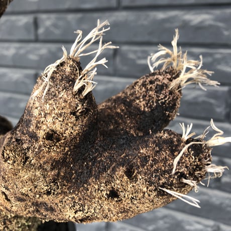 xerophyta  trichophylla《S size》※現地球発根済株※驚愕強靭株※幹太め&限りなくweightはlow‼︎ボコボコ感強きwildな一株※mad black pot植え