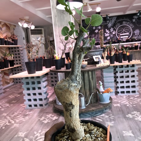 commiphora    guidotti《L  size》