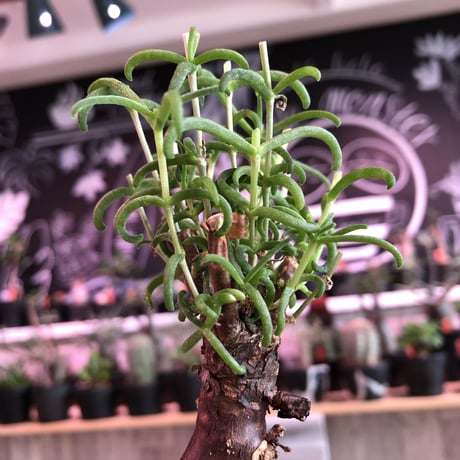mestoklema   tuberosum《小さめM  size》※冬季も成長開花する潅木‼︎丈短で成熟株の表皮肌質‼︎※限定２株