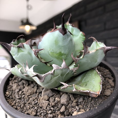 agave titanota black&blue 強棘《M size》選抜株※現地球株発根済※極めて纏まり締まり良き厳つさが堪らないワイルド株※mad black pot植え