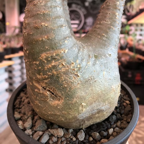 packypodium  gracilius《大きめM size》※現地球発根済株※店主国内管理3年株※大きめbalance整ったグラキ‼︎開花しかわいさ倍増中※mad black pot植え