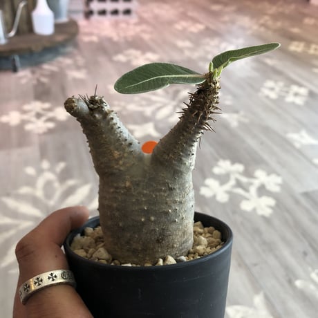 packypodium   roslatum  var.  cactipes《S size》発根済み株