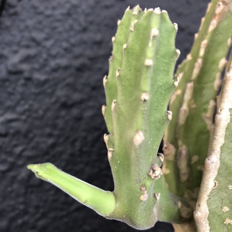 stapelia《L size》