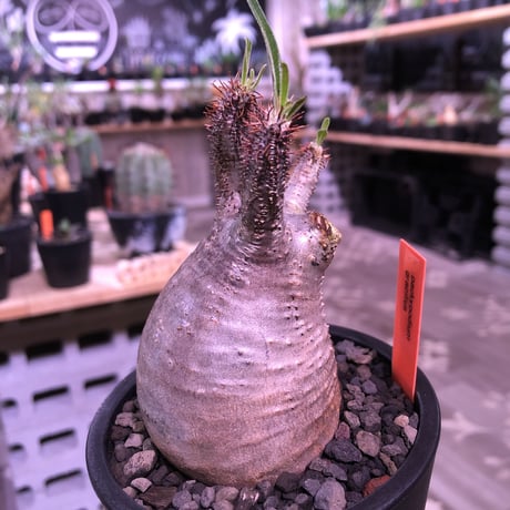 packypodium  gracilius《S size》※現地球発根済み株‼︎  （限定1株）※虜になってしまう球体チビキリス　※mad black pot植え