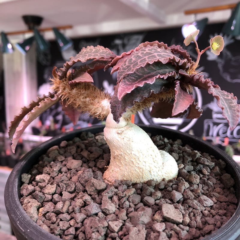 euphorbia francoisii var.crassiccaulis redreef《