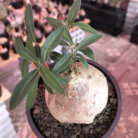 raphionacme zeyheri《M size》希少種※現地球発根済株※店主国内管理5年株※希少性も高く、ぼってり樹形且つ白肌が美しい存在感も抜群な一株※mad black pot植え