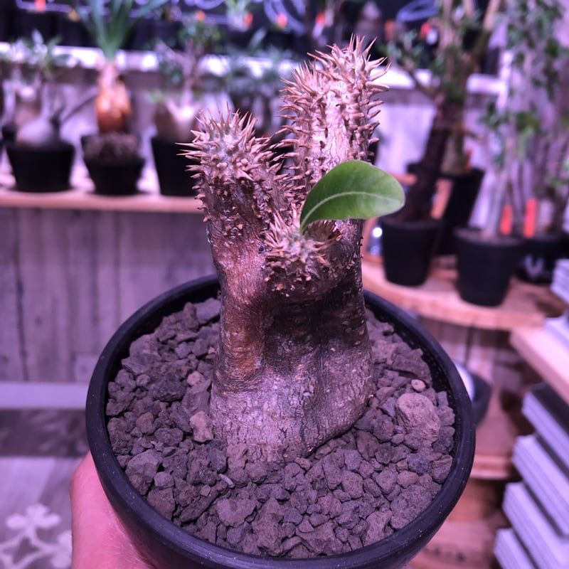 ●レア種 現地株 Pachypodium enigmaticum. fit=scale-down,w=1200