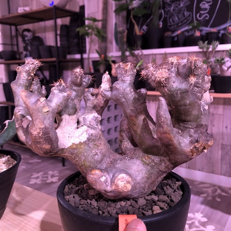 packypodium brevicalyx《L  size》※発根済み株 ※ interior性&鑑賞価値抜群の芸術的驚愕monster株‼︎　※mad  black bowl pot植え