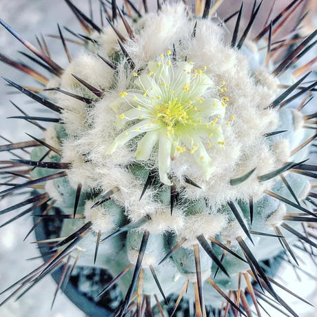 copiapoa   cinerea  黒王丸《L size》※現地球発根済株※店主国内管理6年株※king of cactus‼︎※mad black marble bowl pot植え
