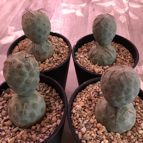 tephrocactus   geometricus《M size》
