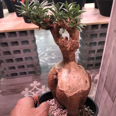 packypodium  bispinosum《M ~L size》sizeバラバラ