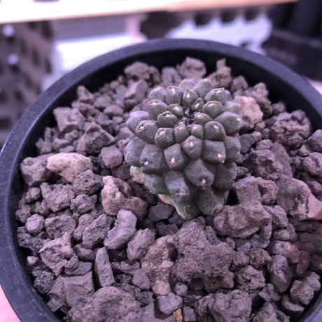 copiapoa   hypogaea《S size》※現地球カキ仔自根株※店主国内管理3年株※黒肌に優しい黒棘なwildヒポガエア※mad black pot植え※No.③
