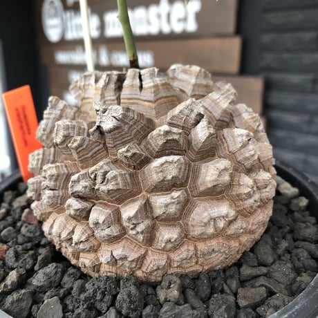 dioscorea elephantipes アフリカ亀甲竜《大きめL size》※今後輸入が厳しい南アフリカ物‼︎現地球らしい彫深き立体樹形に最高球体美樹形※mad black bowl pot植え