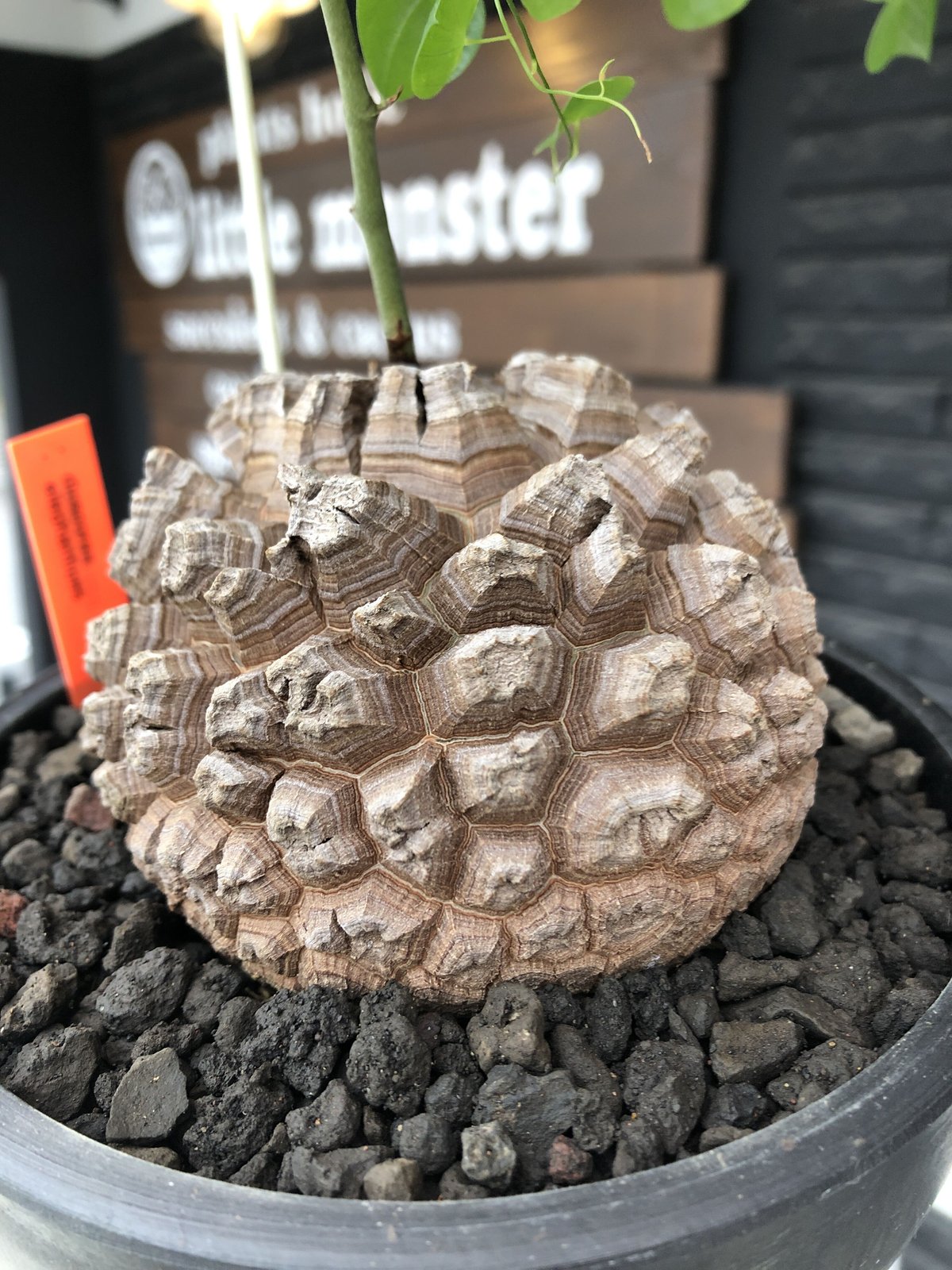 dioscorea elephantipes アフリカ亀甲竜《大きめL size》※今後 dioscorea elephantipes アフリカ亀甲竜《大きめL size》※今後