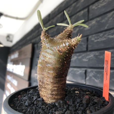 pachypodium gracilius《S size》※希少‼︎green肌&赤棘株※現地球発根後店主国内管理2年株※くっきりしたカラーに赤棘を持つ一株※mad black pot植え