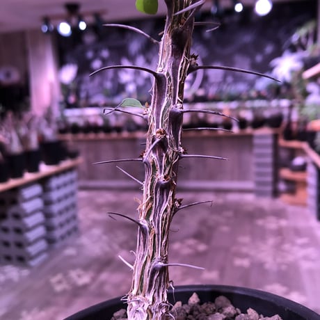fouquieria  diguetii《M    size》再入荷お知らせ通知分※mad black pot植え