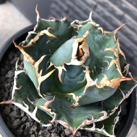 agave titanota  白鯨強棘陽炎bowl type《L size》※現地球株発根済※ウネウネ最高の鋸歯に幅広肉厚ボウルタイプ※black bowl pot植え