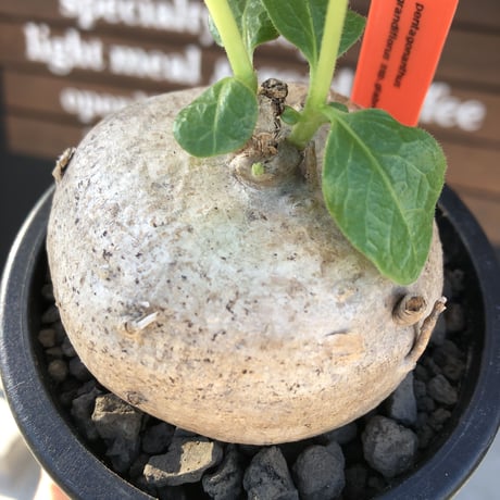 pentagonanthus grandiflorus ssp.glabrescens《L size 》※現地球発根後店主国内管理3年株※激希少種‼︎可愛すぎる装い※mad black pot植え