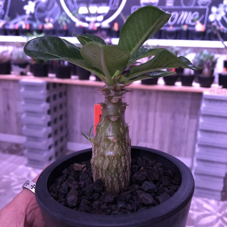packypodium  windsori i《S size》 発根済み株 ※（限定①株）  ※mad  black  pot植え
