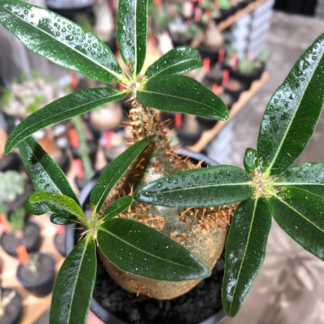 pachypodium makayense《M size》※現地球株発根済※唯一無二！極めてマカイらしからぬぼってり良樹形（green肌）※black pot植え
