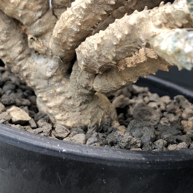 euphorbia tulearensis《 M size》※現地球発根後店主国内管理2年株※