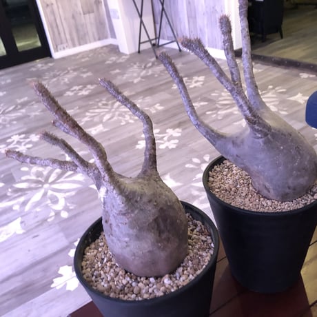 packypodium    gracilius《LL size》※現地球株  ※発根済み株