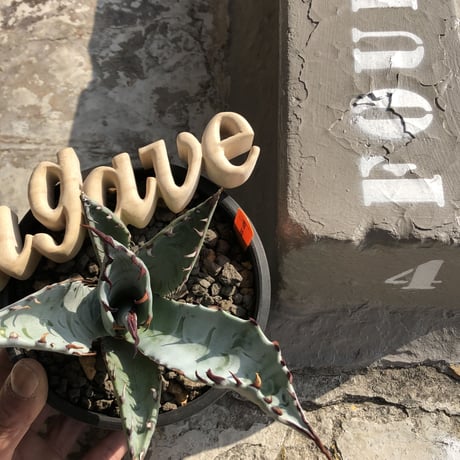 agave    zebra（last1株）