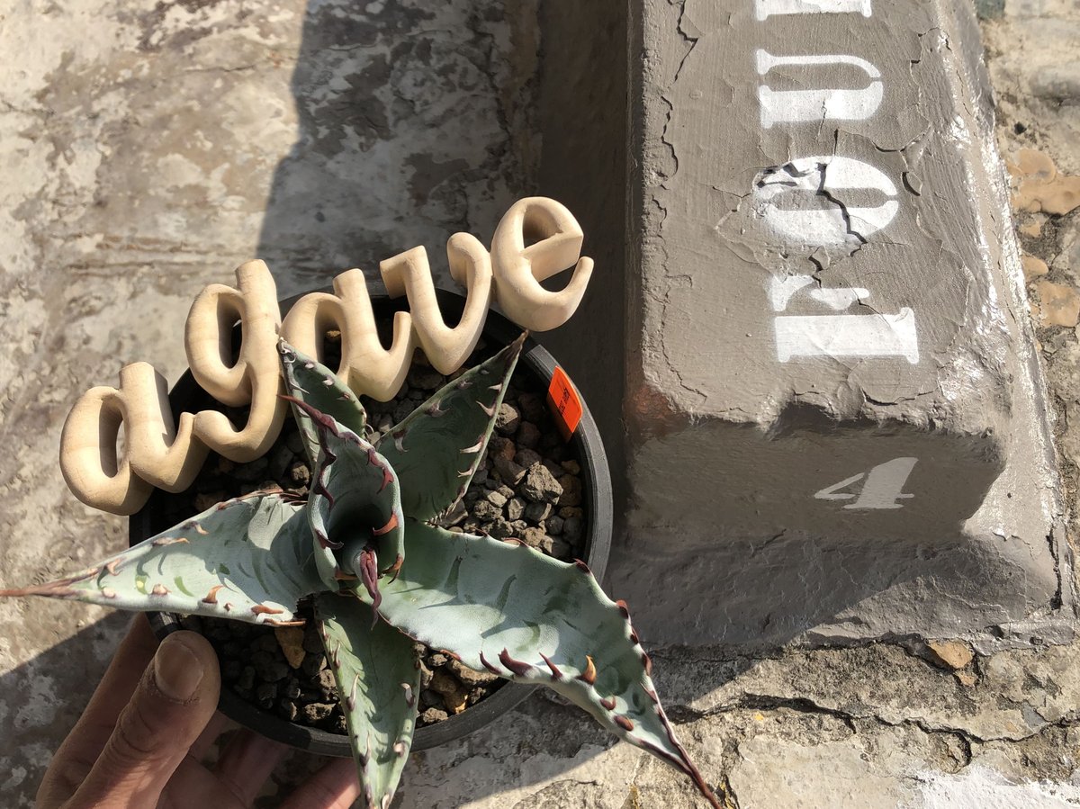 アガベhyb ポタトラム×ゼブラ アガベhyb ポタトラム×ゼブラ このわしゃわしゃ鋸歯とスケベな色😎