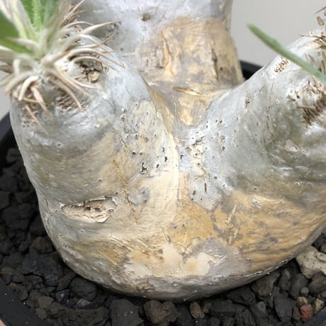 pachypodium  eburneum《L size》※現地球株発根済※エブレらしい樹形に極美しい白肌が魅力的な一株※mad black bowl pot植え