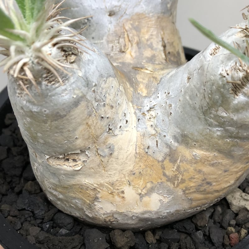 pachypodium eburneum《L size》※現地球株発根済※エブレらしい樹形に