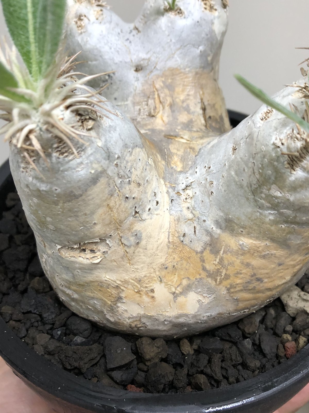 pachypodium eburneum《L size》※現地球株発根済※エブレらしい樹 pachypodium eburneum《L size》※現地球株発根済※エブレらしい樹