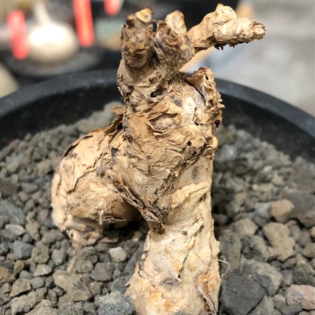 pelargonium  pulverulentum《L size》※現地球株発根済※足元から二股になっており絶妙な樹形バランスが堪らない‼︎※black pot植え