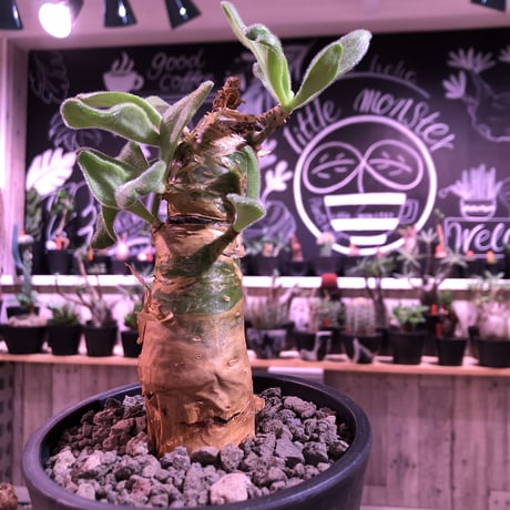 tylecodon  paniculatus《M size》※一番大きく成長する2種類のパニクラーツス‼︎※mad black pot植え　※限定２株