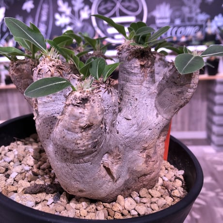 packypodium    roslatum var. eburneum（L size） ※現地球   発根済み株