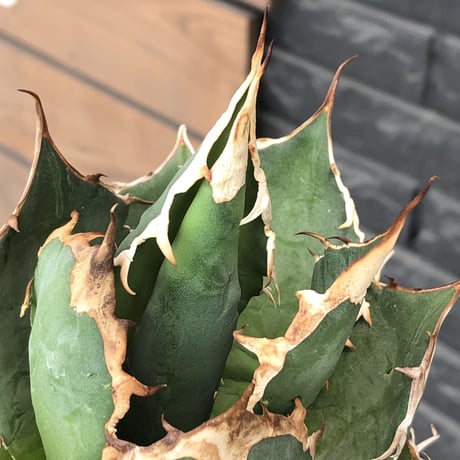 agave  titanota《小さめL size》※発根後店主国内管理2年株※締まり良きbest sizeなオススメ株※浅鉢植え