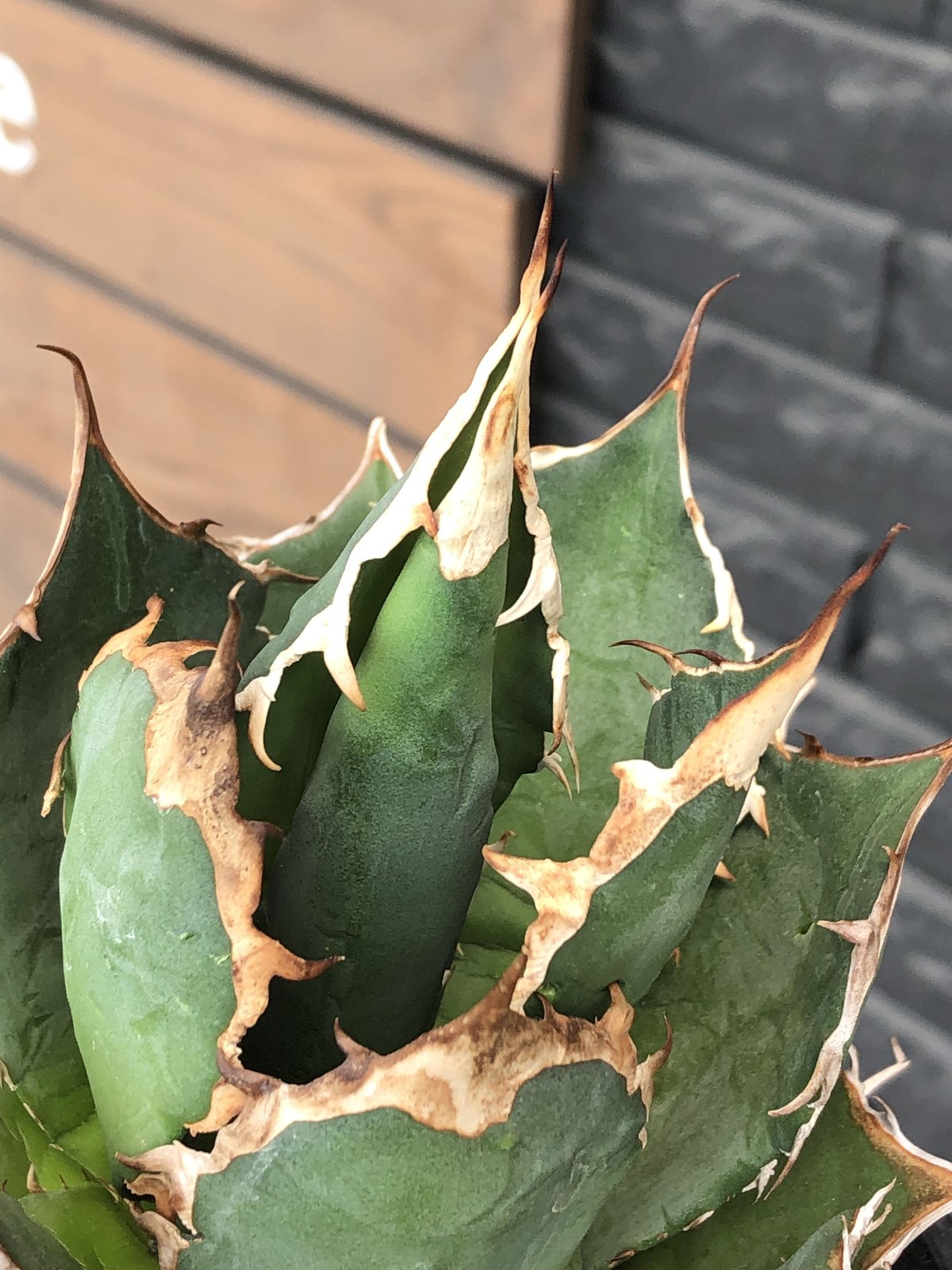 agave titanota《小さめL size》※発根後店主国内管理2年株 agave titanota《小さめL size》※発根後店主国内管理2年株
